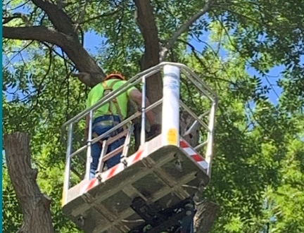 Image for Coleshill Tree Services Ltd with ID of: 6594087