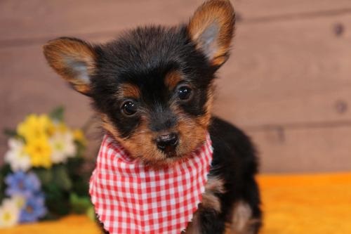 Image for Select Canine Kennel with ID of: 5932621