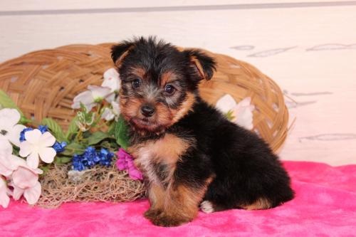 Image for Select Canine Kennel with ID of: 5932622