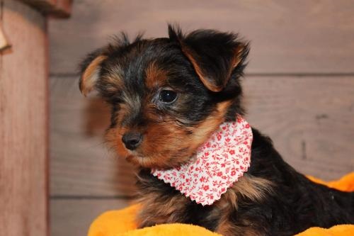 Image for Select Canine Kennel with ID of: 5932625