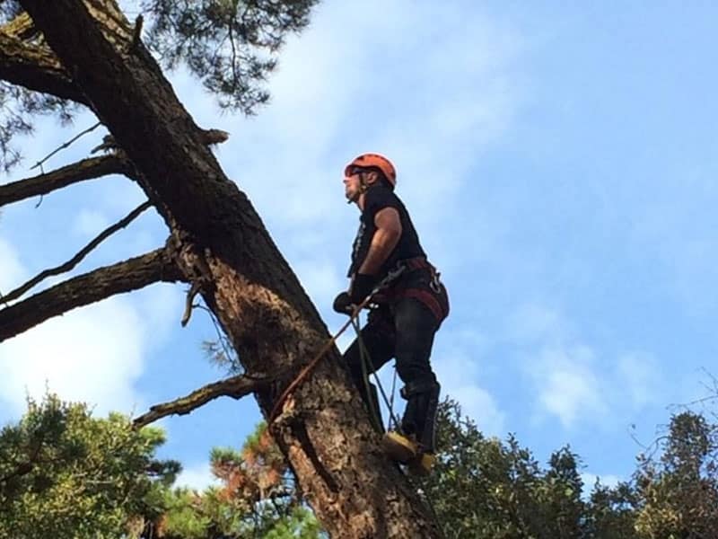 Image for Quality Tree Care with ID of: 5933245