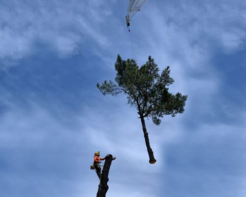 Image for Quality Tree Care with ID of: 5933247