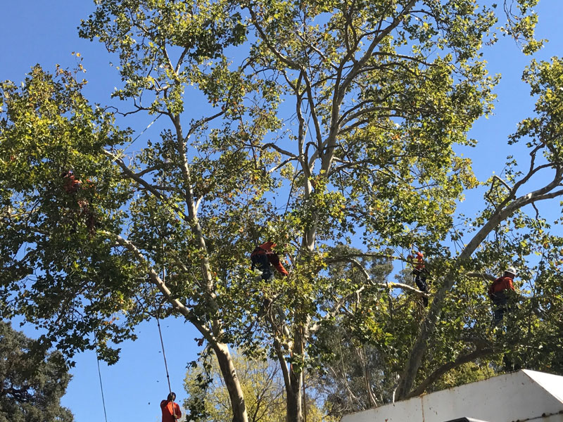 Image for Quality Tree Care with ID of: 5933250