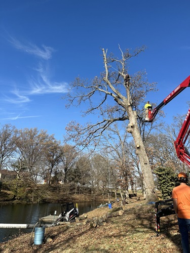 Image for Arbor Junkies Tree Service with ID of: 5952873