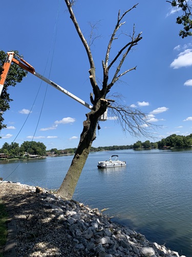 Image for Arbor Junkies Tree Service with ID of: 5952875