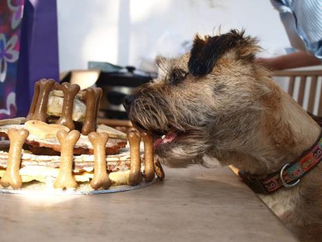 Image for K9Cakery with ID of: 5961393