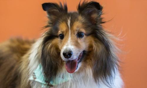 Image for Pet Care Plus with ID of: 5962813