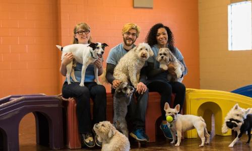 Image for Pet Care Plus with ID of: 5962816
