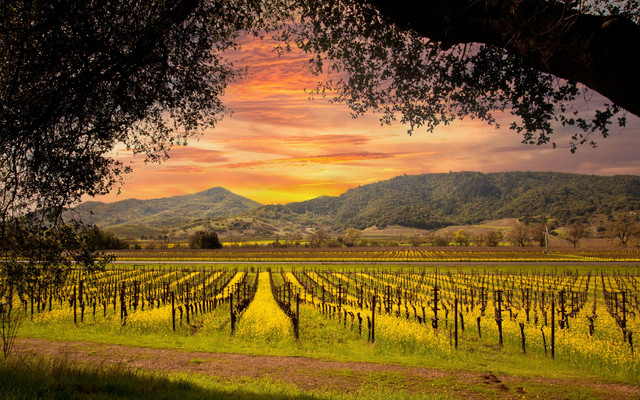 Image for Vine Homes with ID of: 5967556