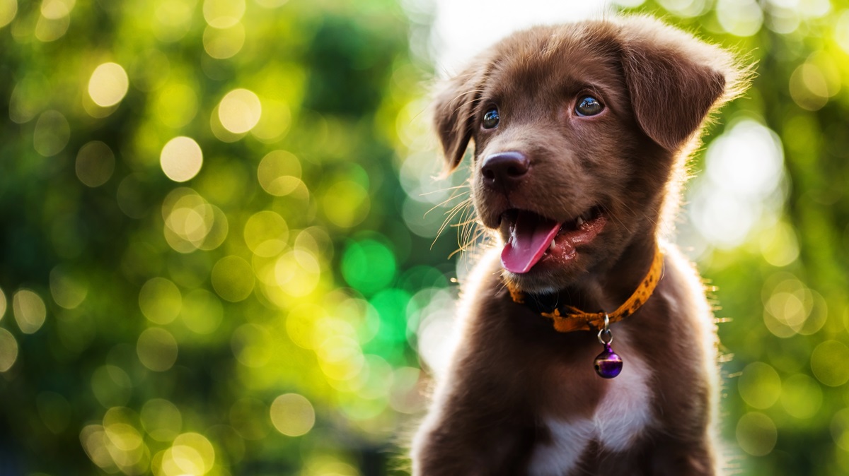 Image for Kennel Club USA with ID of: 5971496