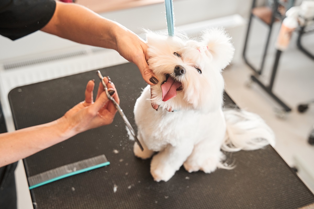 Image for Kennel Club USA with ID of: 5971497