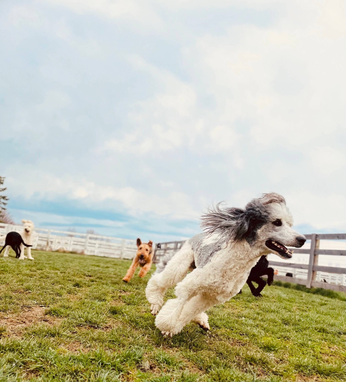 Image for Kennel Club USA with ID of: 5971498