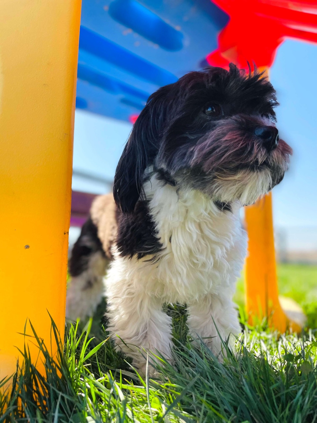 Image for Kennel Club USA with ID of: 5971500