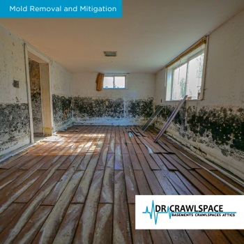 Image for Dr. Crawlspace with ID of: 5988864