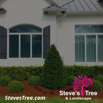 Image for Steve's Tree and Landscape with ID of: 5994277