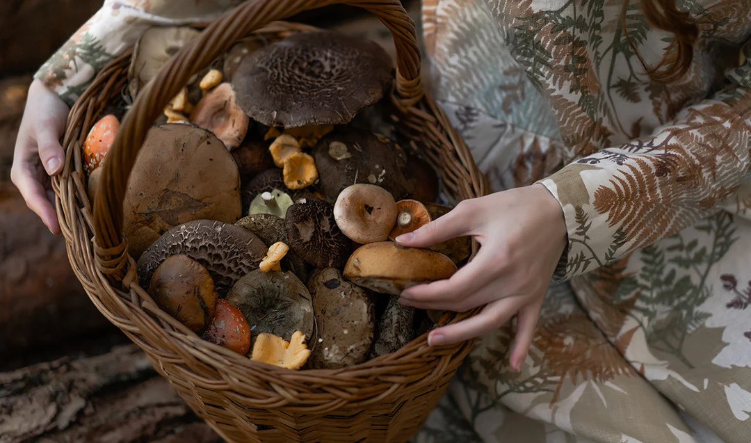 Image for Mushrooms For Life with ID of: 5998832