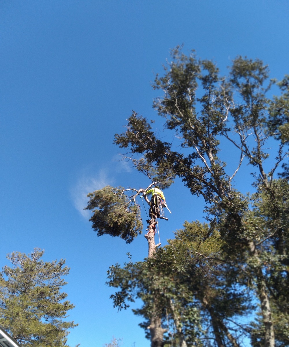 Image for Pearce Tree & Stump Service with ID of: 6000586