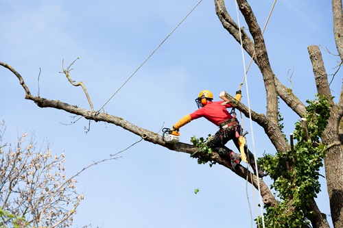 Image for America Tree Service LLC with ID of: 6006829