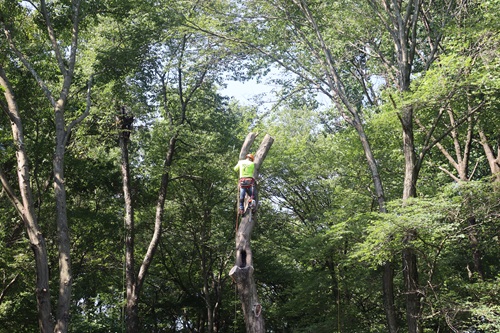 Image for America Tree Service LLC with ID of: 6006830