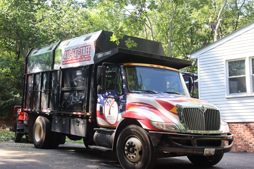 Image for America Tree Service LLC with ID of: 6006831