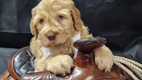 Image for Big Rock Labradoodles with ID of: 6009199