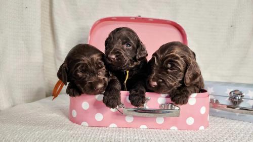 Image for Big Rock Labradoodles with ID of: 6009200