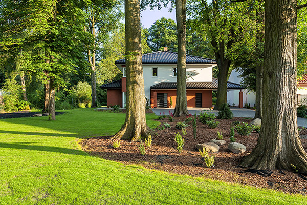 Image for Mid Year Tree Maintenance Checklist: What Your Trees Need Right Now with ID of: 6608782