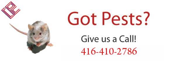 Image for flea control north york with ID of: 660981