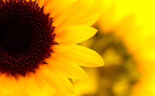 Image for Mayfield Flowers with ID of: 6016006