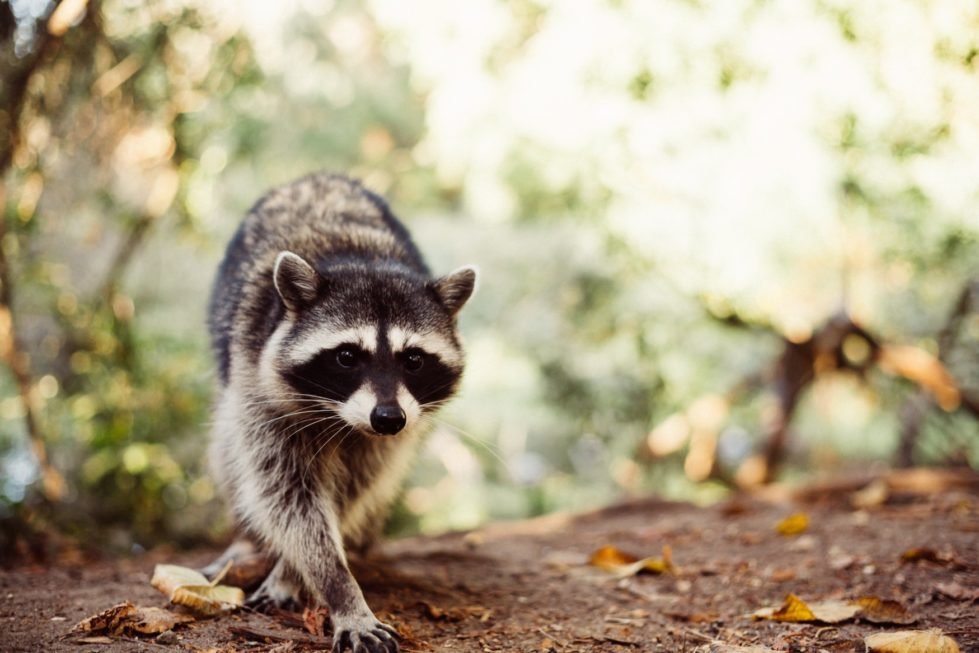 Image for WildGuard Solutions with ID of: 6017556