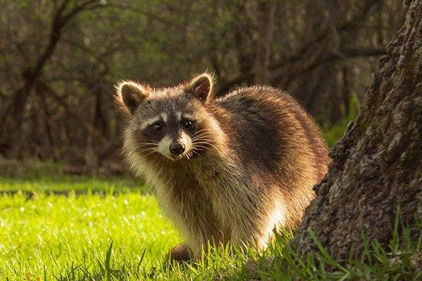 Image for WildGuard Solutions with ID of: 6017557