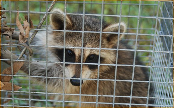 Image for WildGuard Solutions with ID of: 6017558
