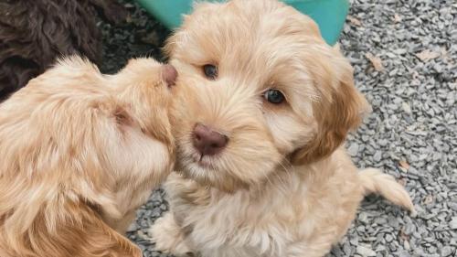 Image for Brown's Labradoodles with ID of: 6019480