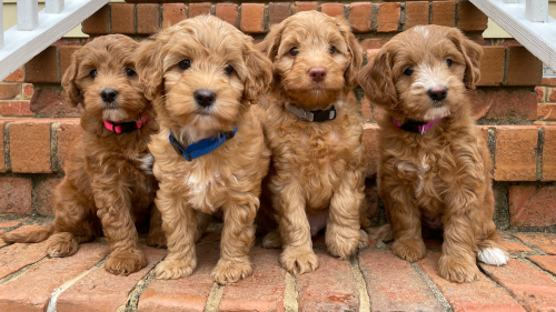Image for Brown's Labradoodles with ID of: 6019481