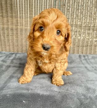 Image for Brown's Labradoodles with ID of: 6019482