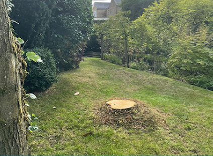 Image for Weaver Tree Care Ltd with ID of: 6614019
