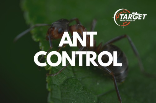 Image for Target Pest Control with ID of: 6026201
