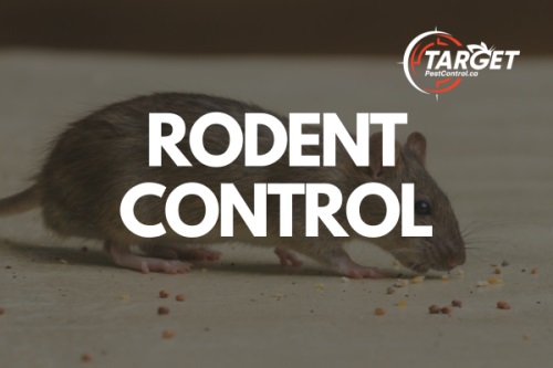 Image for Target Pest Control with ID of: 6026203