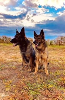 Image for Charry's Premier K-9 Training with ID of: 6030064