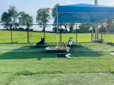 Image for Charry's Premier K-9 Training with ID of: 6030066