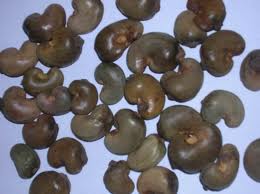 Image for Raw Cashew Nuts for Export with ID of: 662114