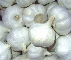 Image for Garlic with ID of: 662116