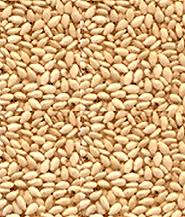 Image for Sesame Seed with ID of: 662119
