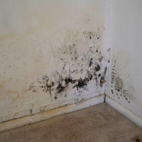 Image for Water Mold & Fire Westchester with ID of: 662531