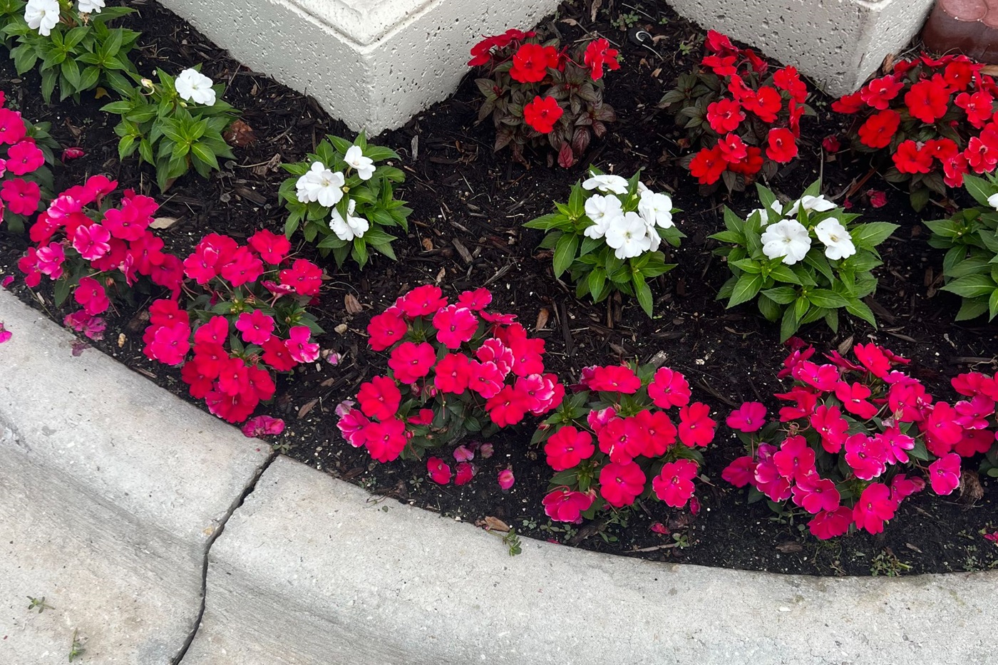 Image for In Bloom Lawn & Landscape with ID of: 6036611