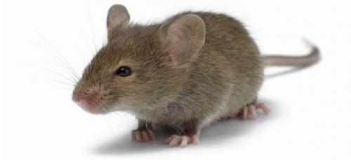 Image for ECRN Extermination with ID of: 6039868