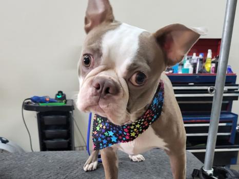 Image for Paws Required with ID of: 6040089