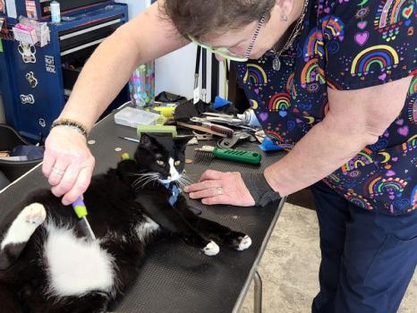 Image for Paws Required with ID of: 6040091