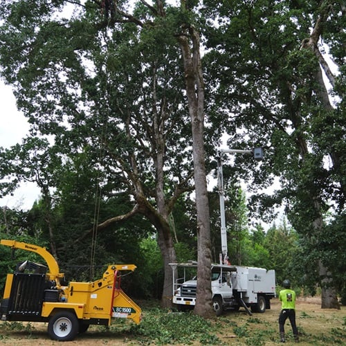 Image for Legacy Tree Service with ID of: 6051837