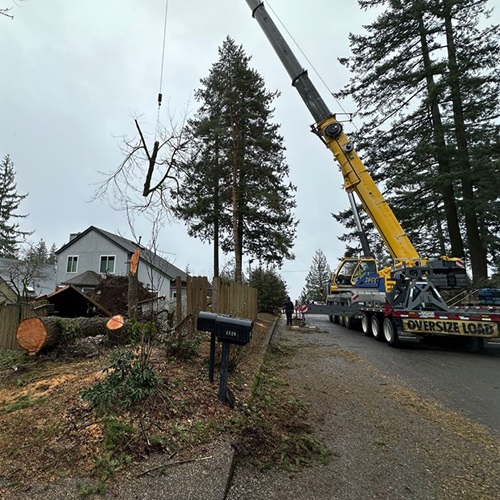 Image for Legacy Tree Service with ID of: 6051843